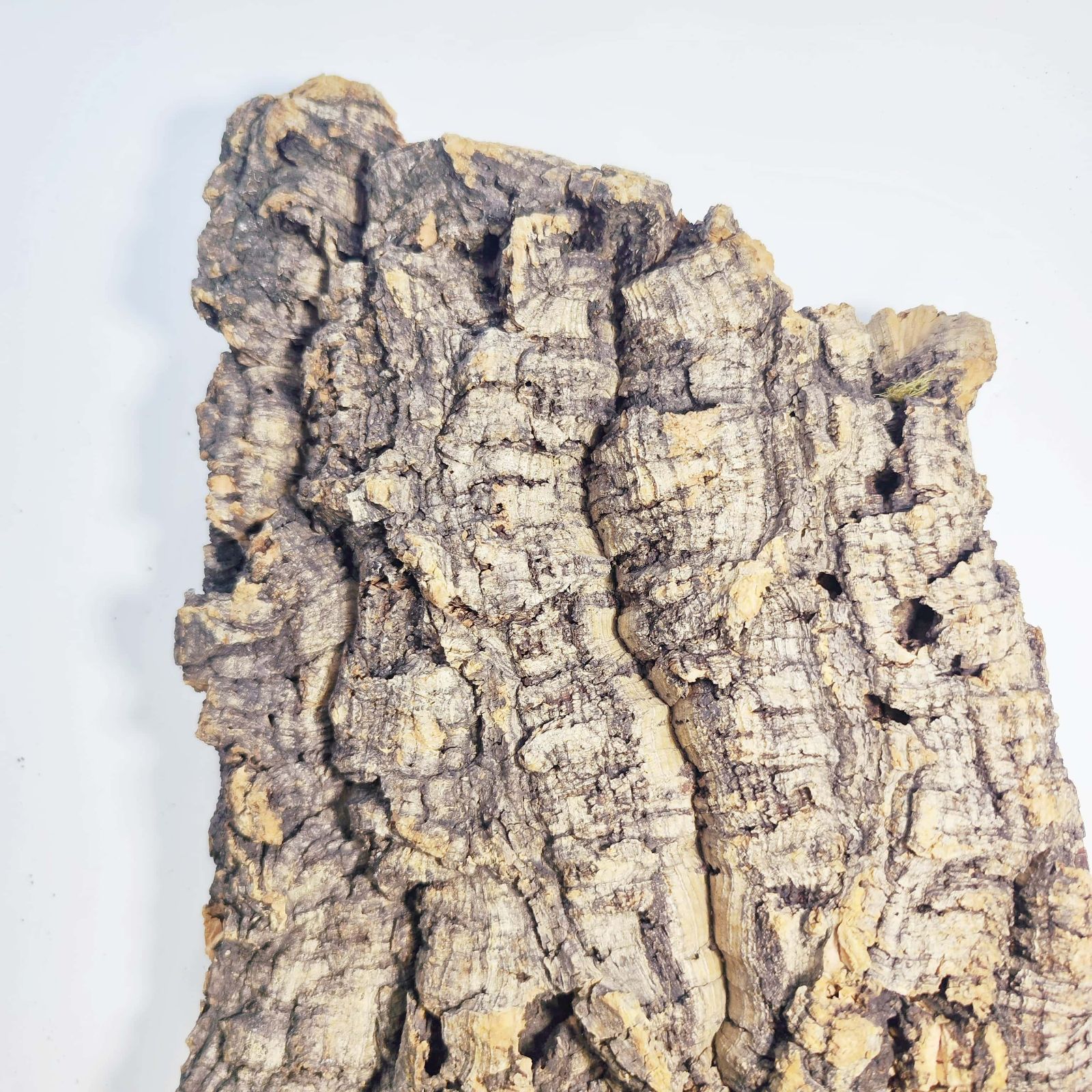 250922 ポルトガル産 キャノンコルク コルク樹皮 コルク板バージンコルク 250922 ポルトガル産 キャノンコルク コルク樹皮 コルク板バージンコルク