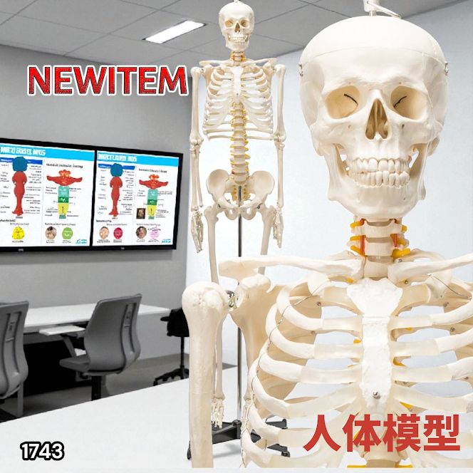 B1743等身大 人体模型 170cm神経根有り全身骨格模型 骨格標本 骸骨模型