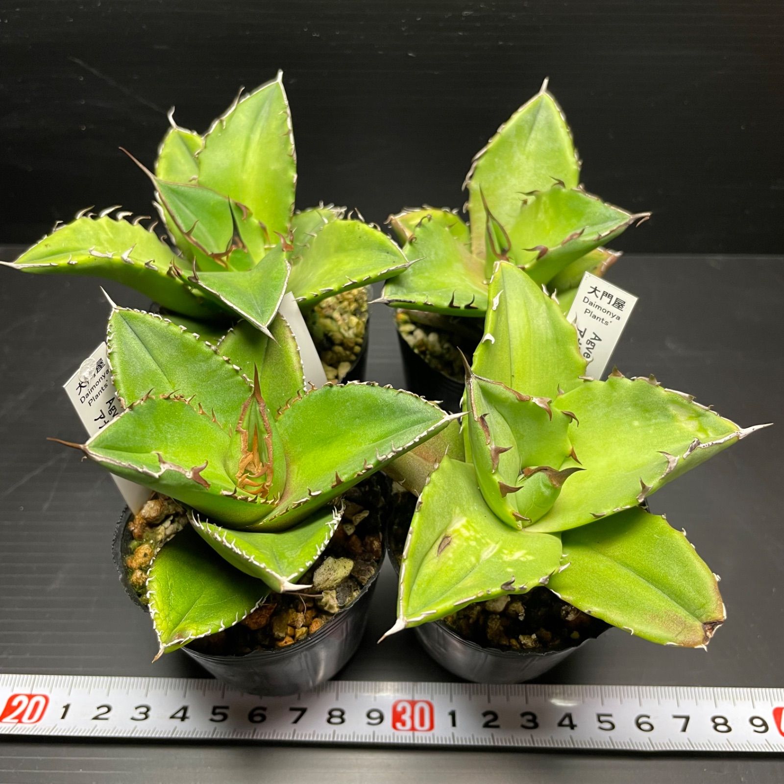 DP014アガベオテロイ実生4株 選抜良株 Agave Oteroi seeding - メルカリ