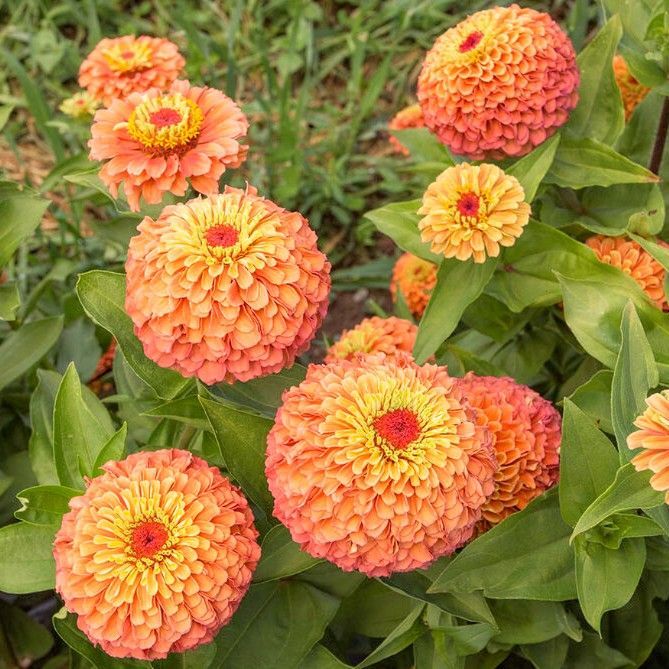 お花の種】ジニア☆クイーンライムオレンジ 種子 約10粒！ - メルカリ
