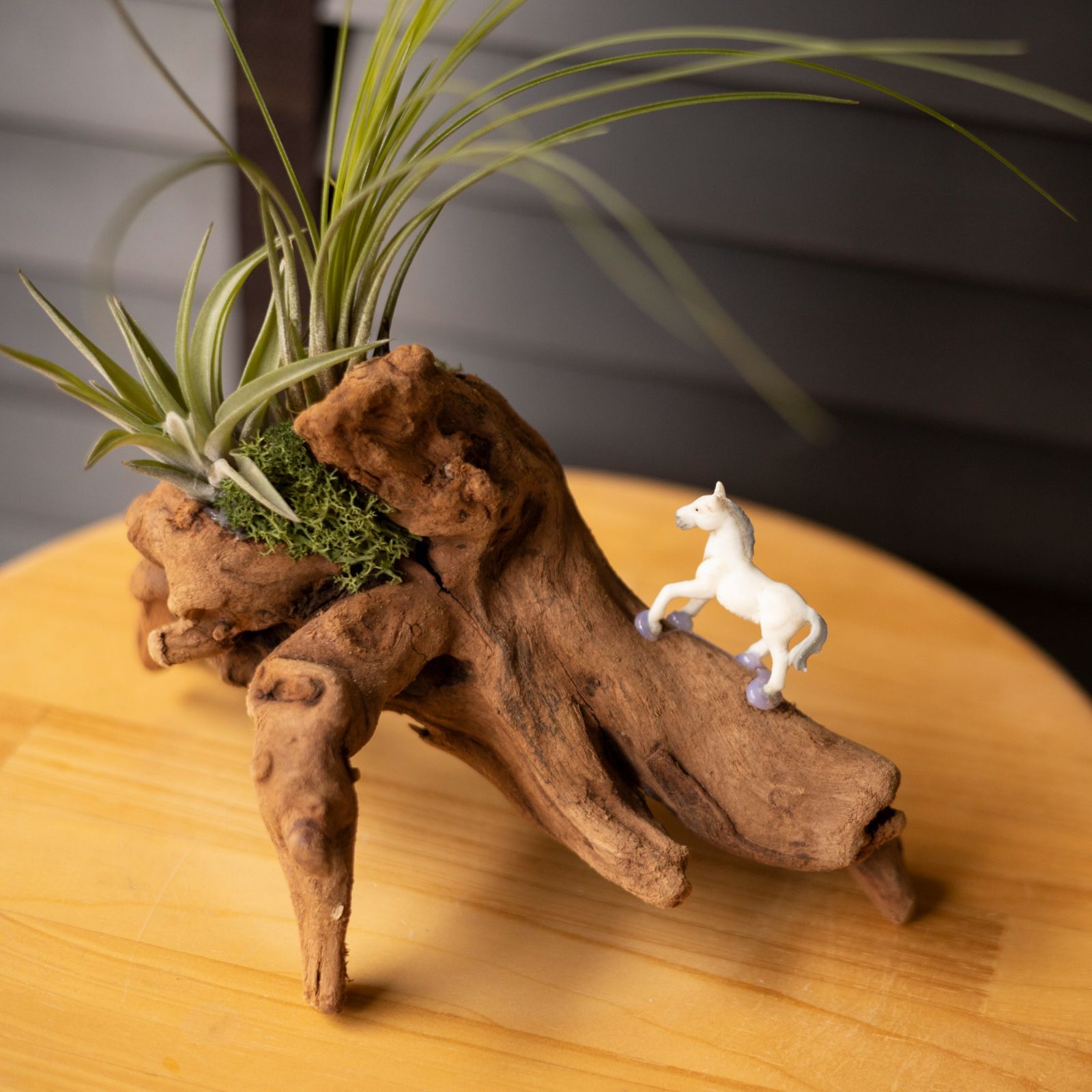 エアープランツ 流木 着生セット 観葉植物 アクアリウム 多肉植物 盆栽 