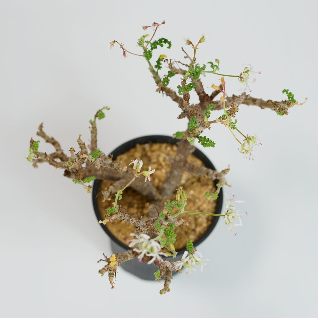 ペラルゴニウム・アルテルナンス - メルカリ