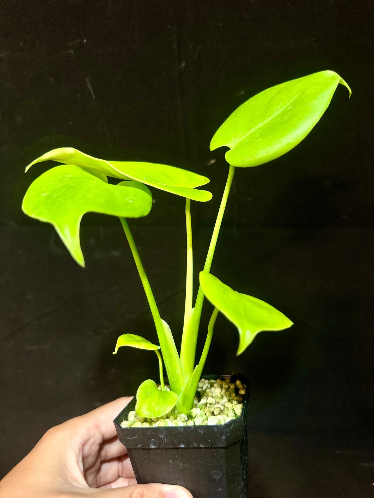 モンステラデリシオーサ 'Triple Yellow' 新種黄金葉