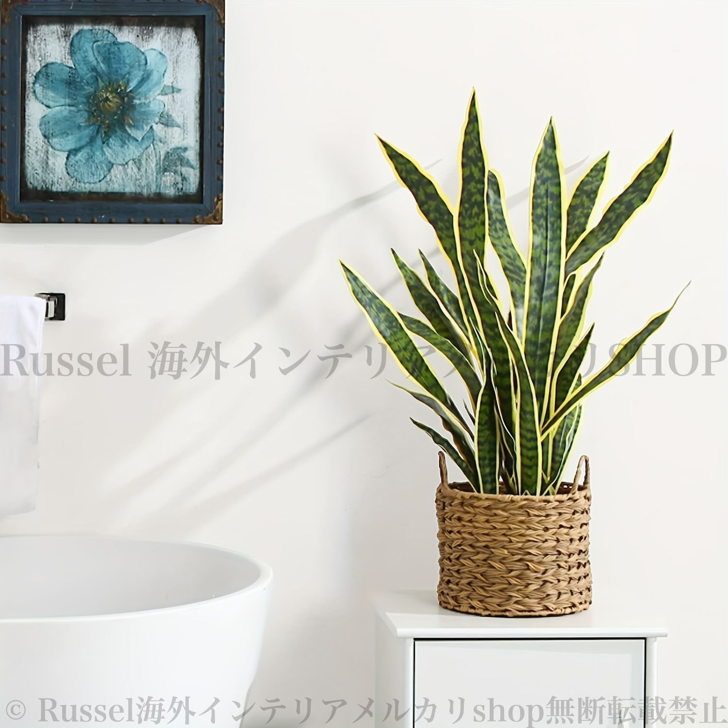 観葉植物 サンセベリア