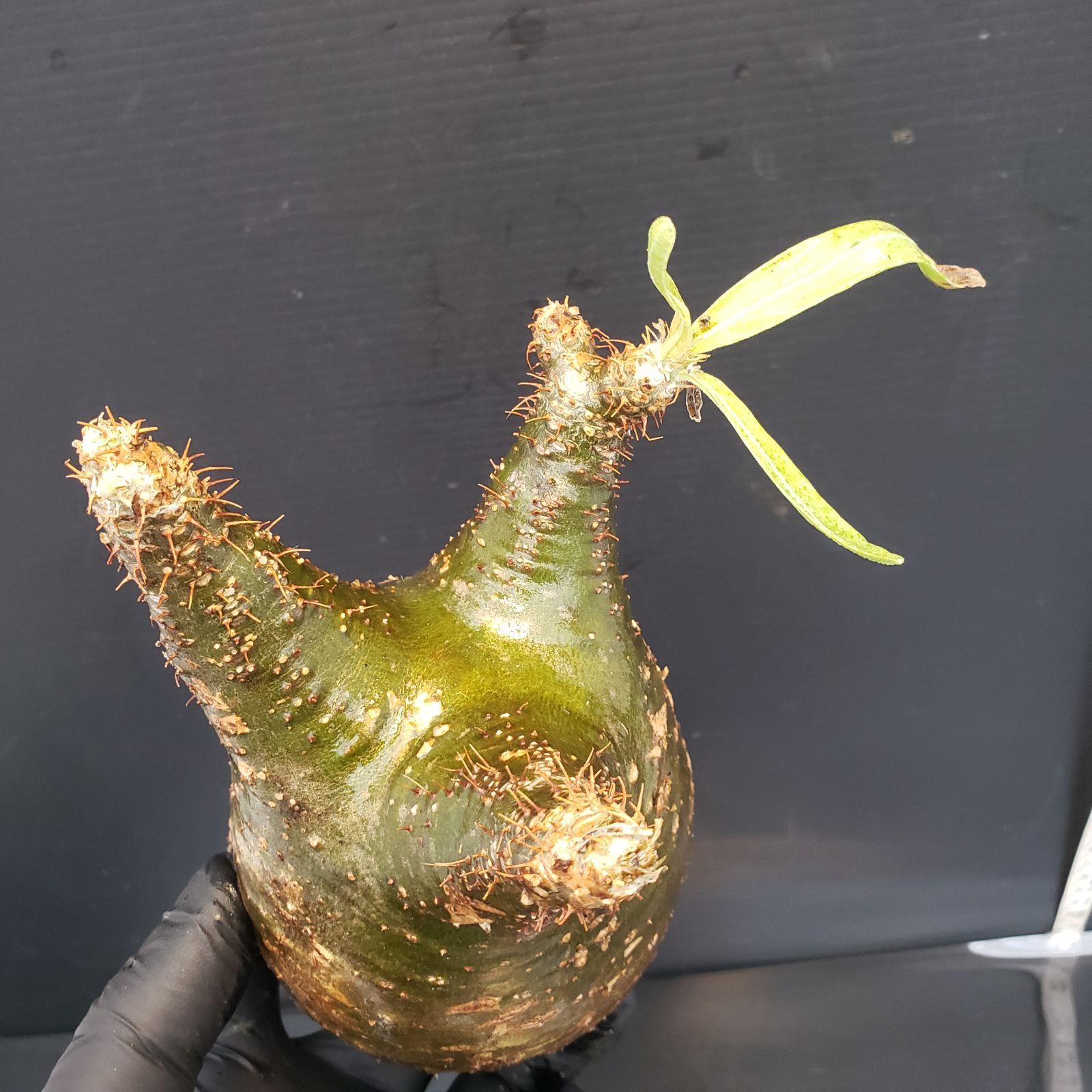 S214【自社養生・発根開始株】パキポディウム グラキリス（現地