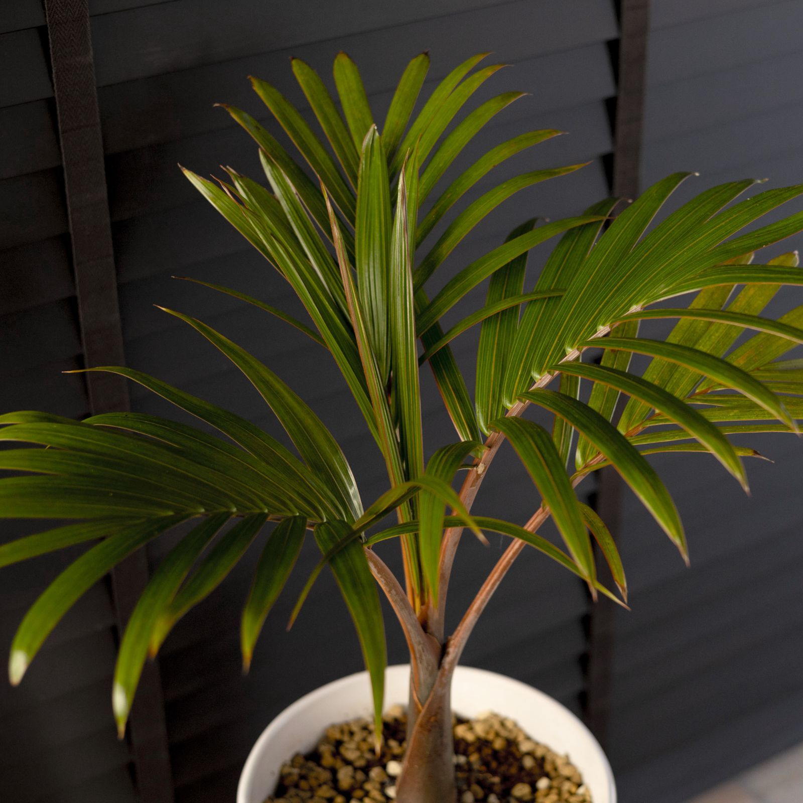 トックリヤシ 椰子 ヤシの木 南国 ドライ 観葉植物 陶器鉢 8号 