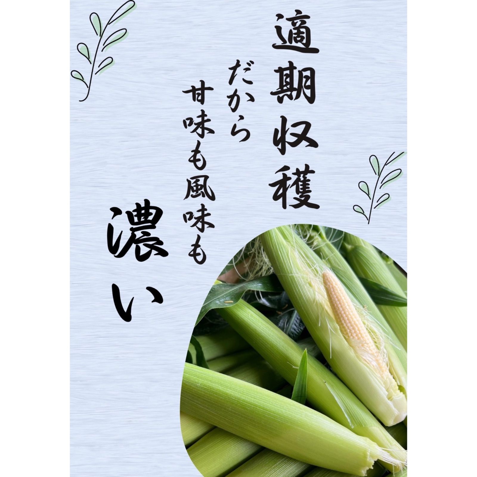 朝採り 産地直送 ヤングコーン 100本セット｜皮付き ヒゲ付き｜新鮮甘い バーベキュー グリル 茹で用に最適