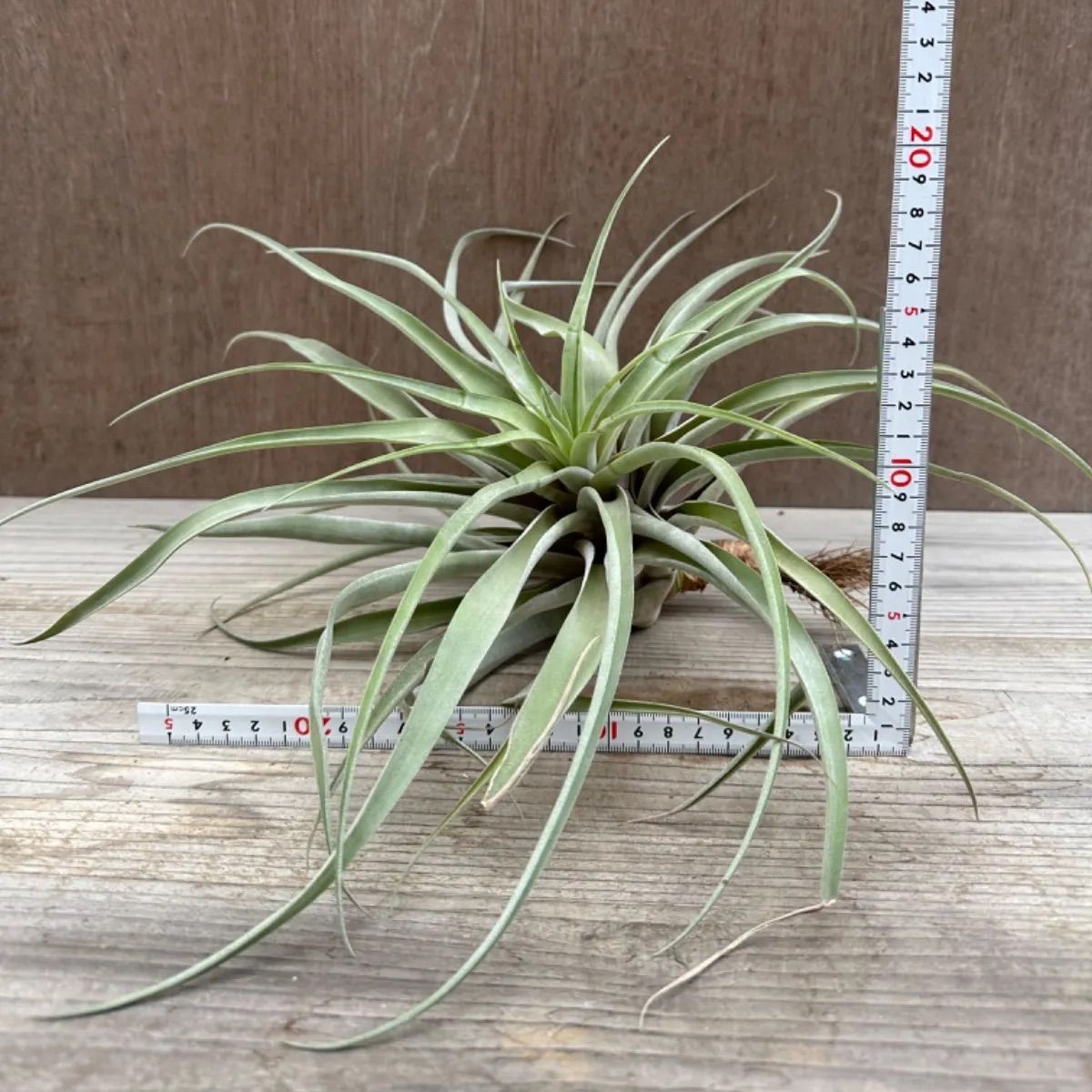 チランジア カピタータ①Tillandsia capitata ティランジア エア