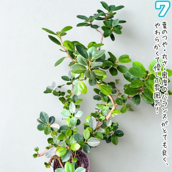 ✨パンダガジュマル No.7【盆栽仕立て】✨ ✨パンダガジュマル No.7【盆栽仕立て】✨ - メルカリ