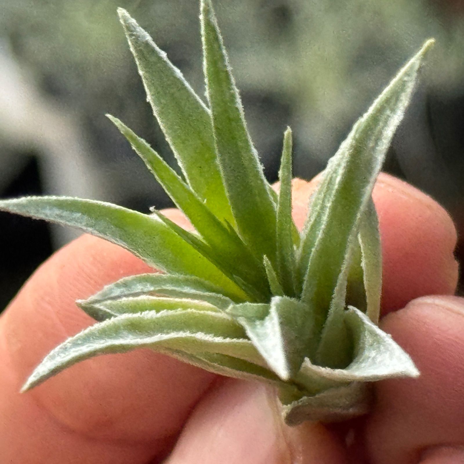 チランジア ロゼイフローラ Tillandsia roseiflora＊エアプランツ
