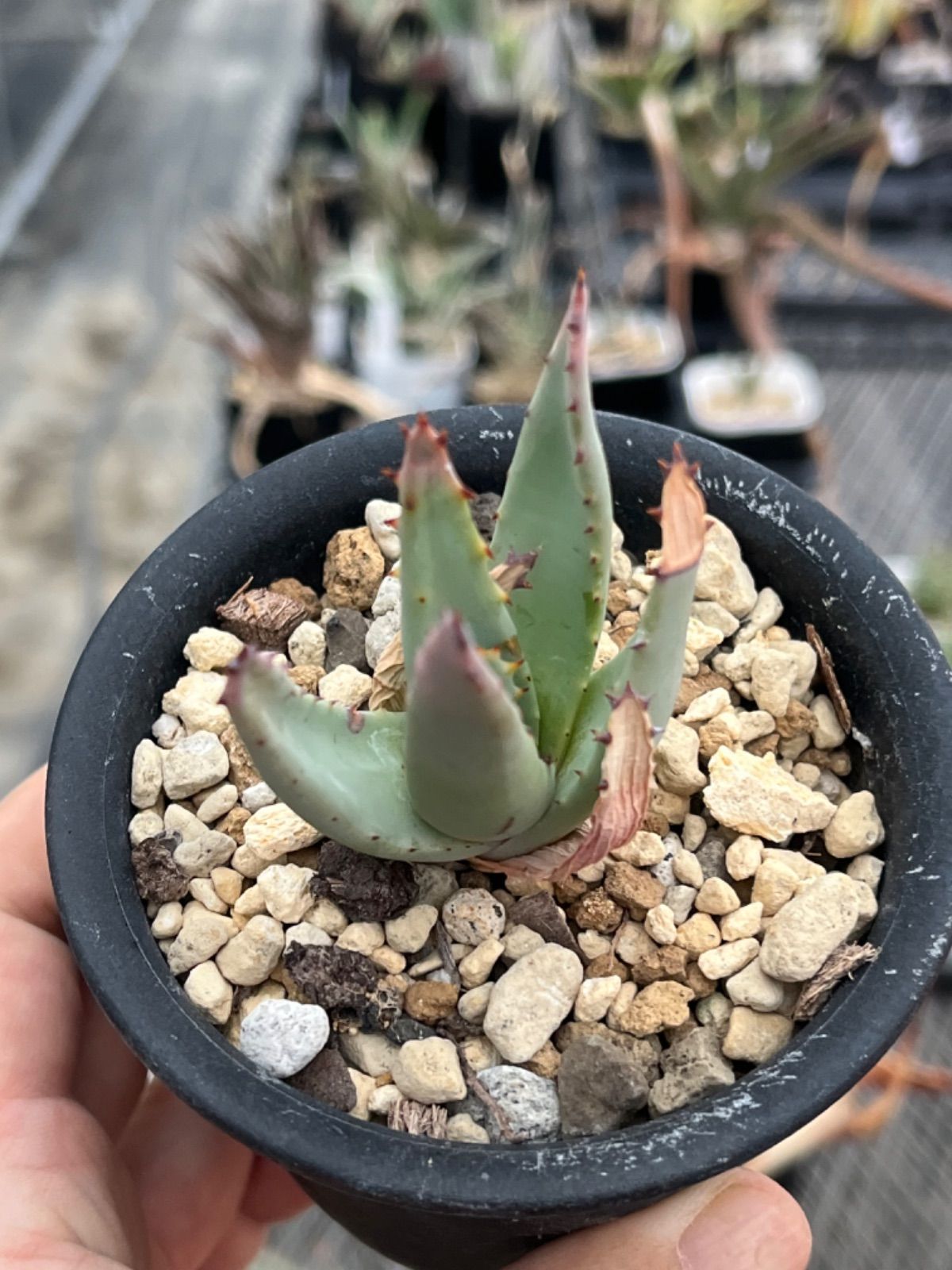 Aloe asperifolia アロエ アスペリフォリア ナミビア - メルカリ