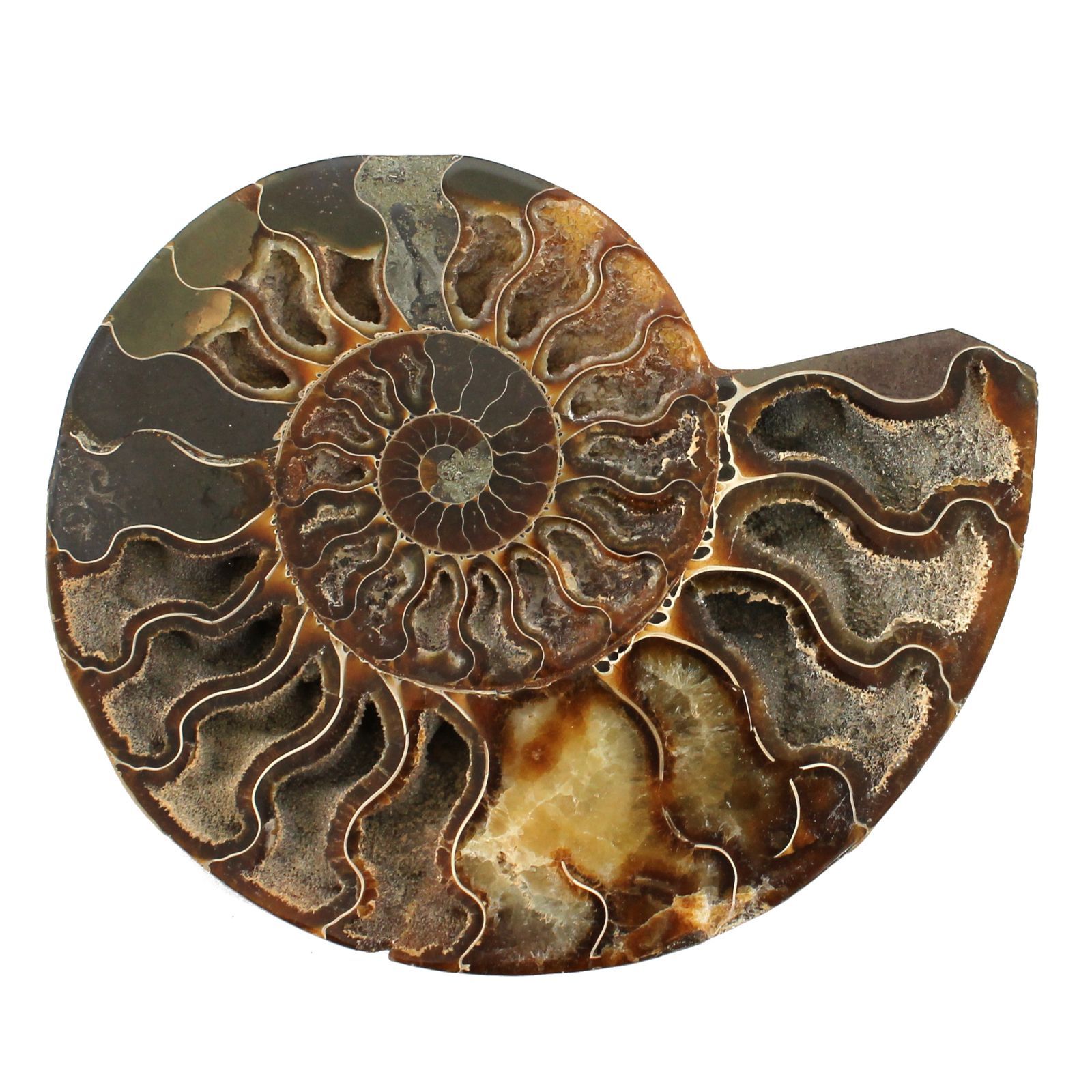 マダガスカル産 スライスアンモナイト 化石 縫合線模様 遊色あり 標本 約375g