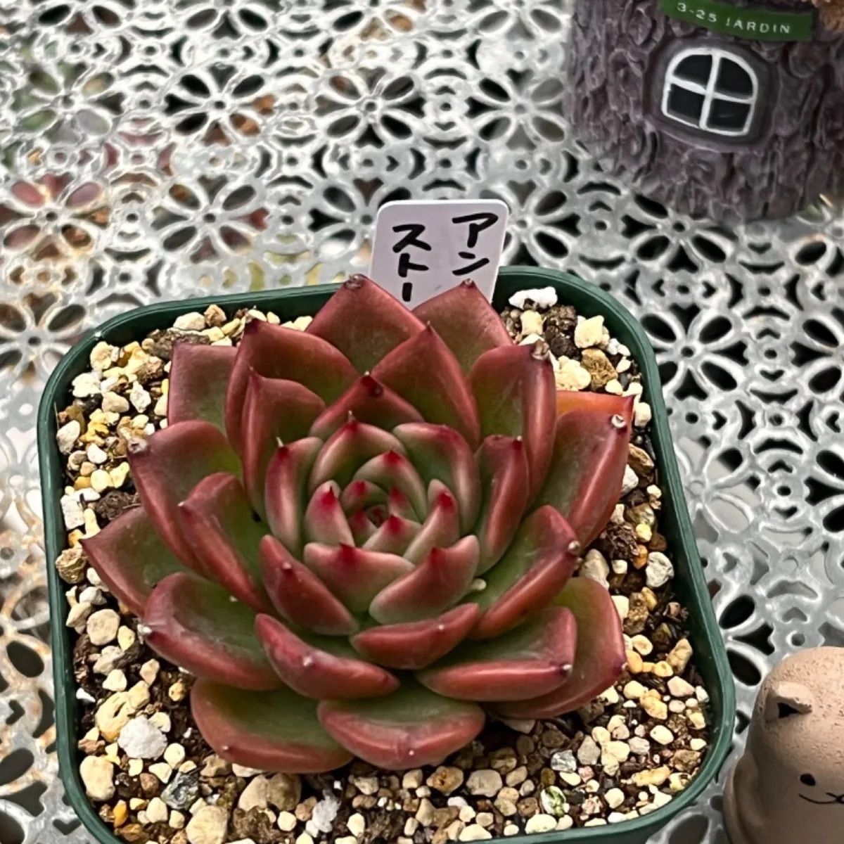多肉植物　アンストーン アンストーン｜- ガーデニング用品や多肉植物、寄せ植えの通販