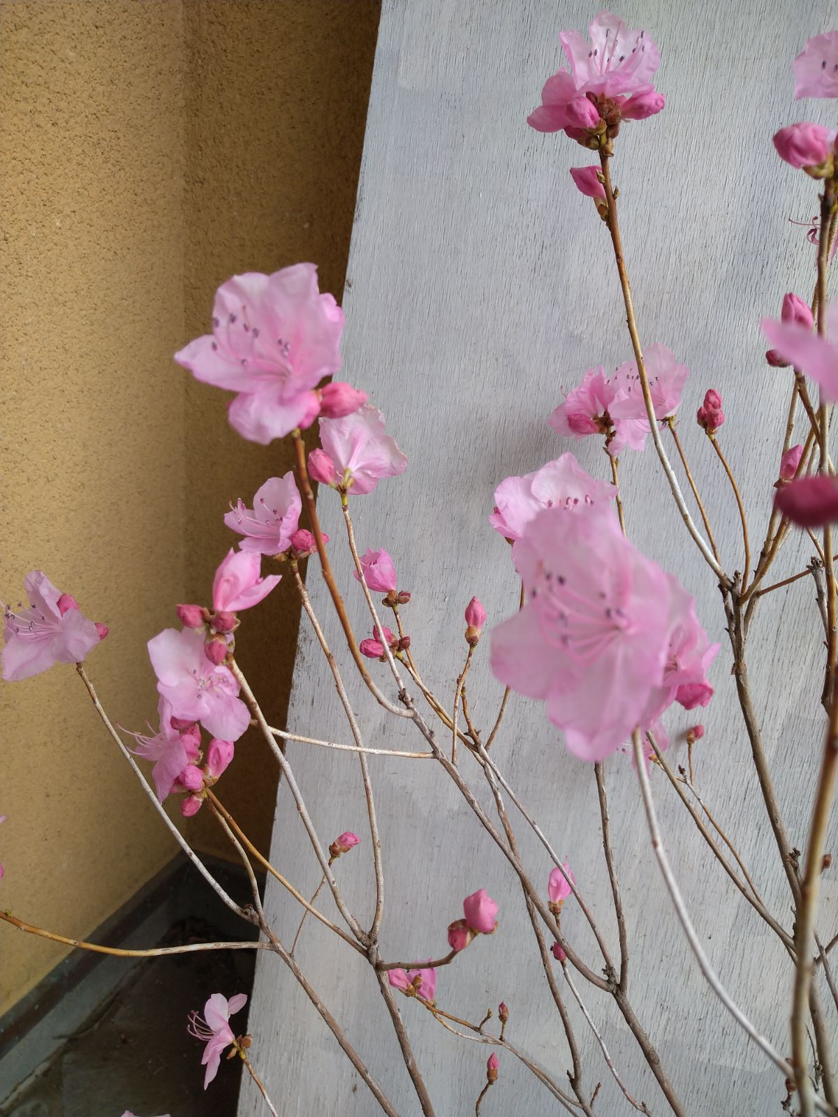 桜ゲンカイツツジ③ 【公式通販】