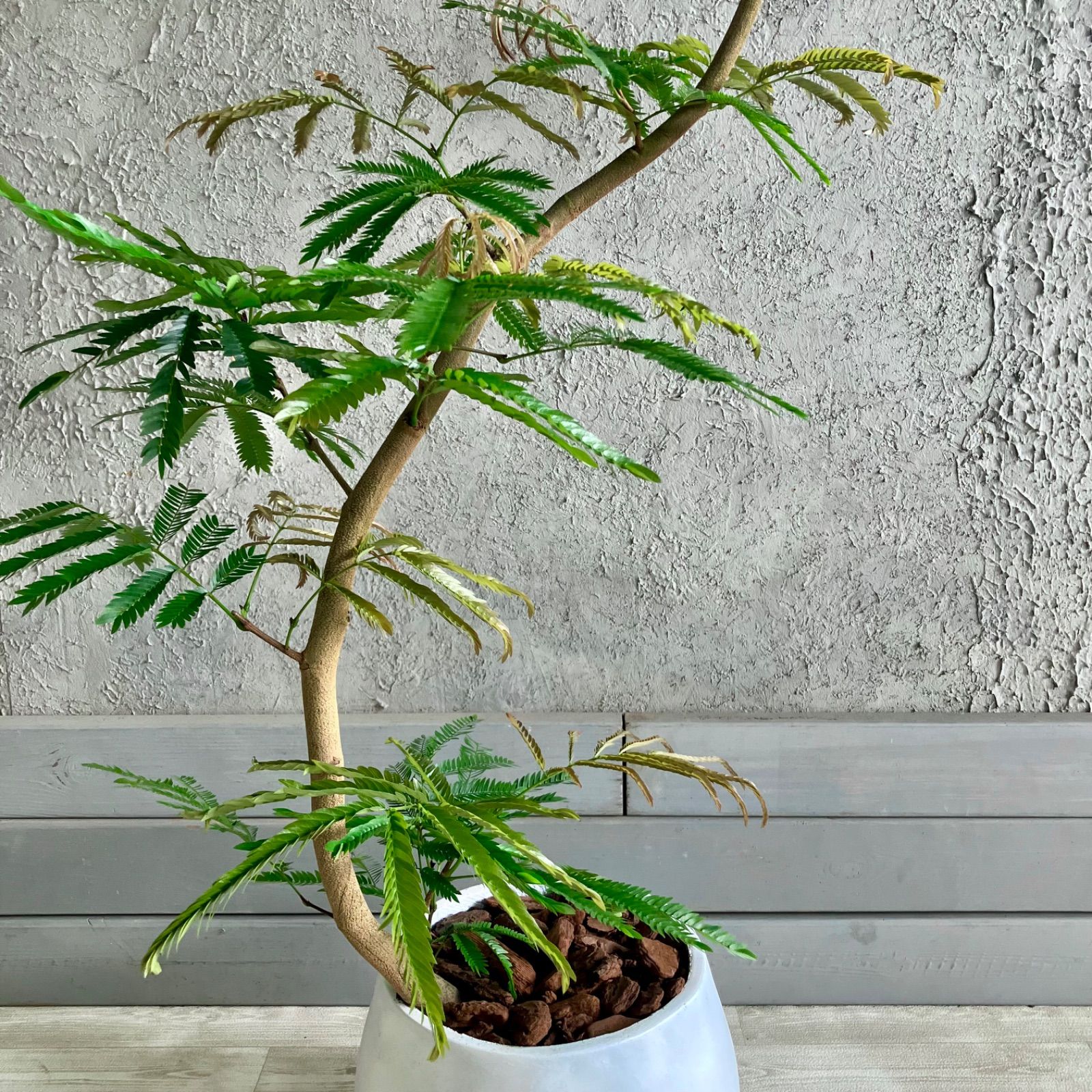 厳選された植物と鉢
