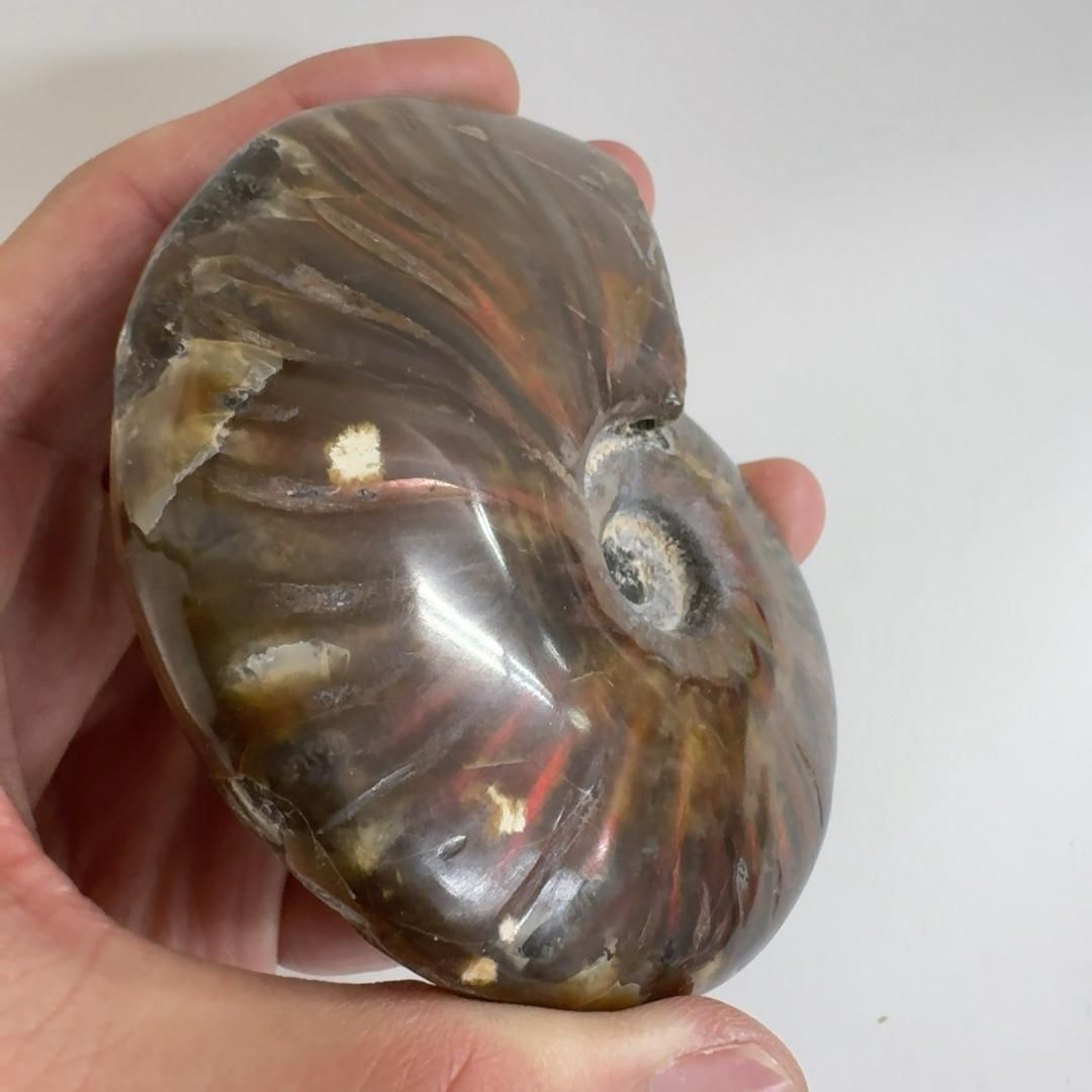 E31538 レッドファイヤーアンモナイト 化石 クリオニセラス アンモナイト 化石標本