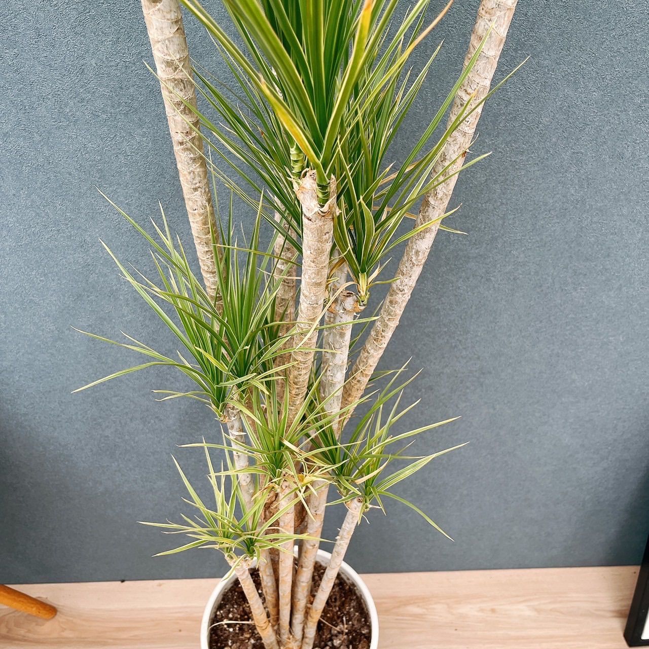 現品］34番 ドラセナ コンシンネ ホワイボリー 観葉植物 室内 8号 プラ