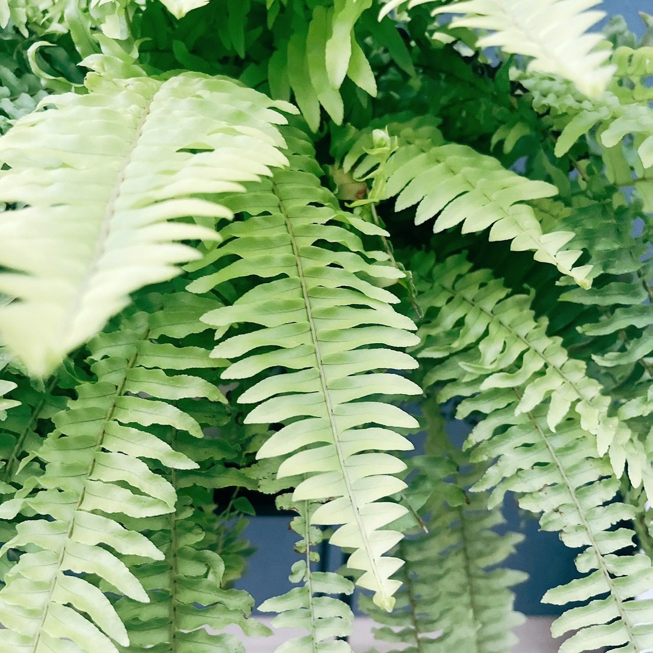 在庫］ネフロレピス ハッピーゴールデン 5号 観葉植物 室内 ハンギング