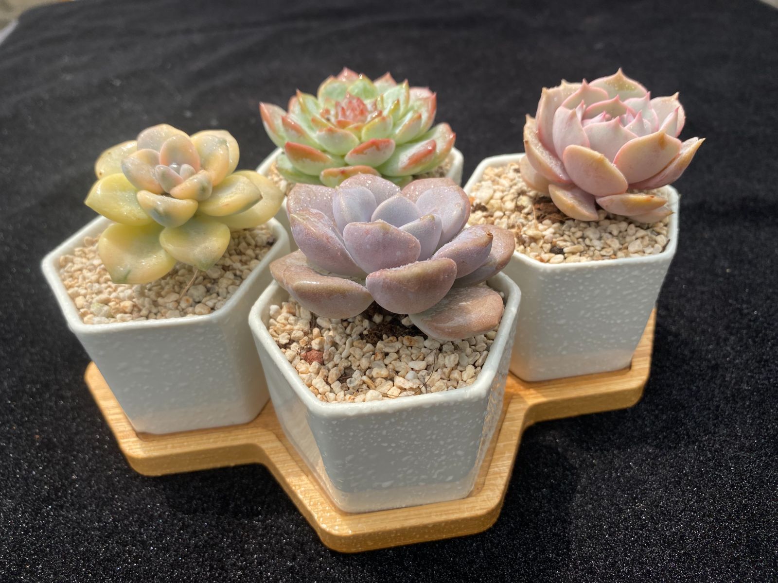 超かわいい♪エケベリア抜き苗4株セット♡多肉植物＆サボテン