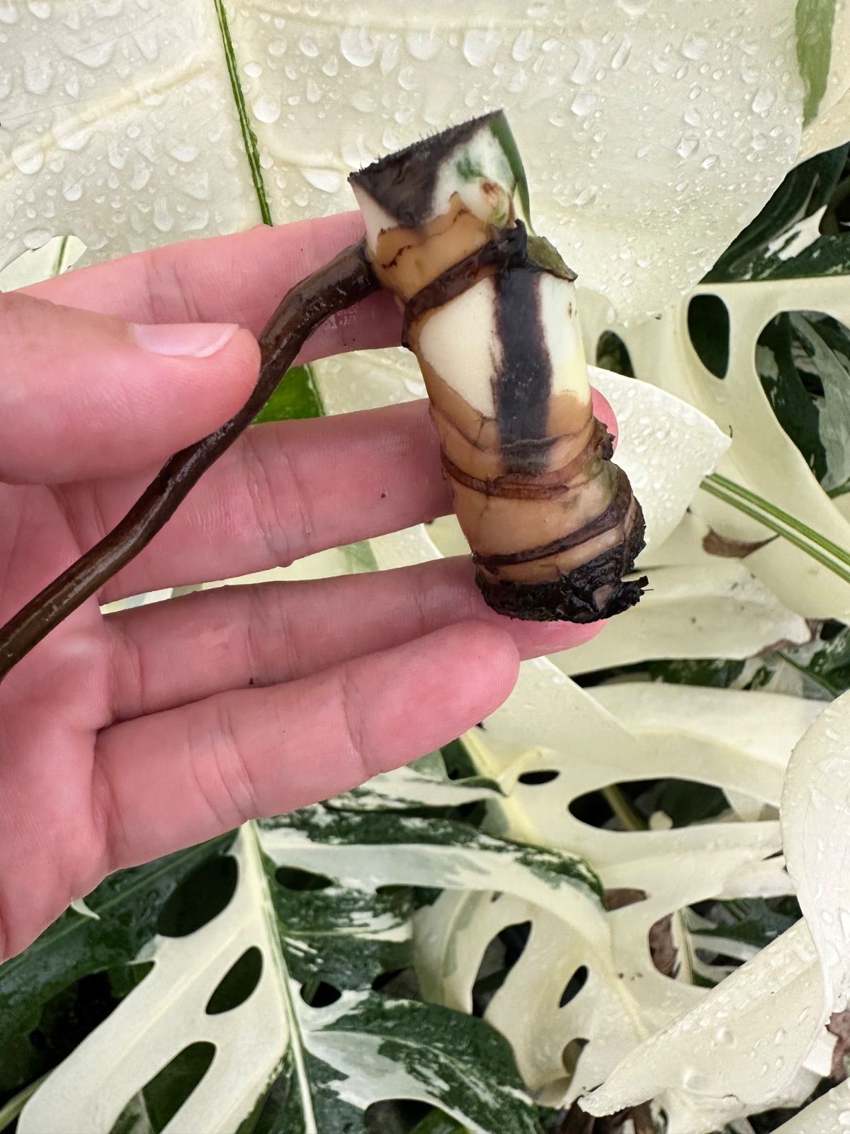 お得な極上茎【発根済み】斑入り モンステラ ホワイトタイガー