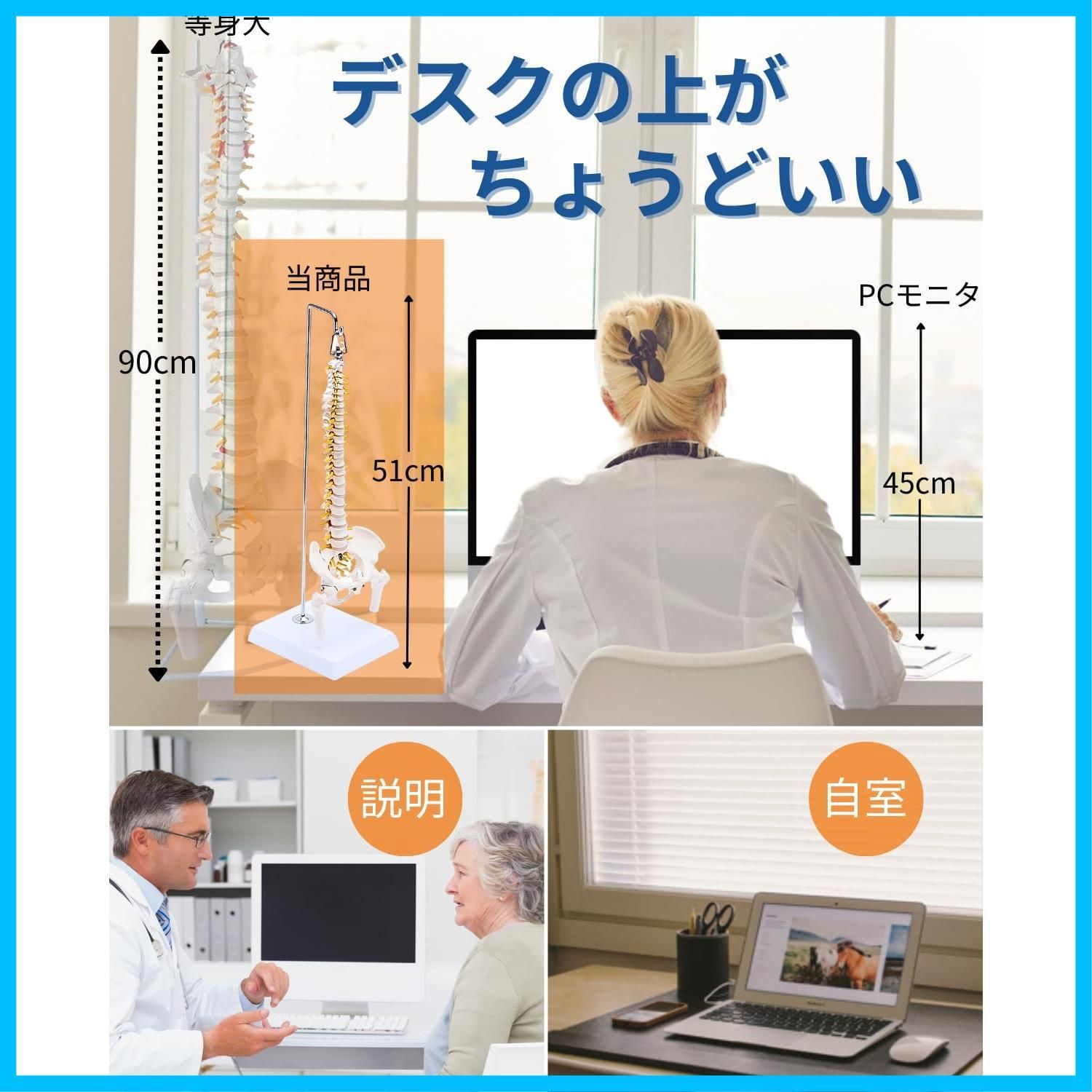 女性骨盤 台座付き