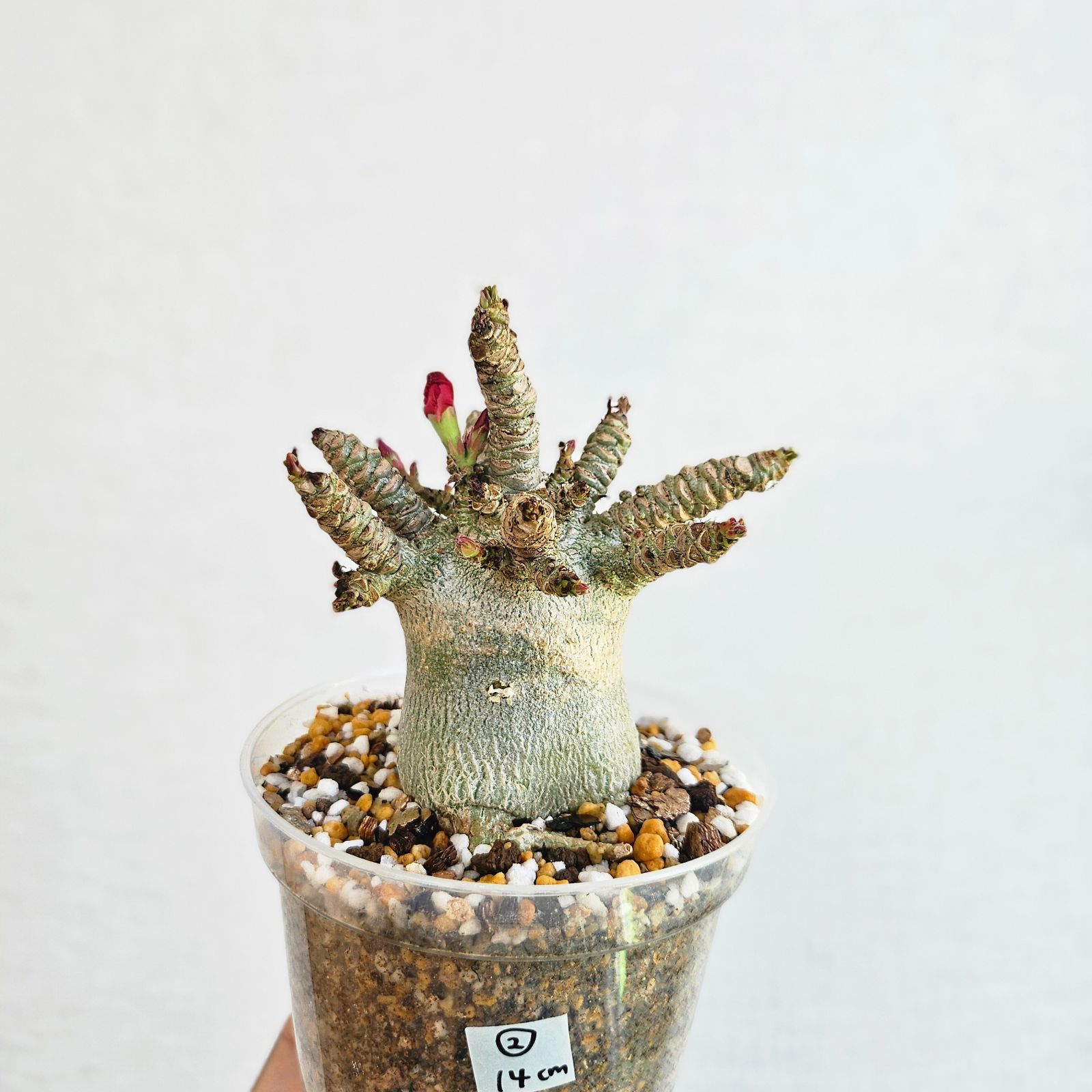 ②《 Adenium Arabicum D.H.A》アデニウム アラビカム 獅子葉