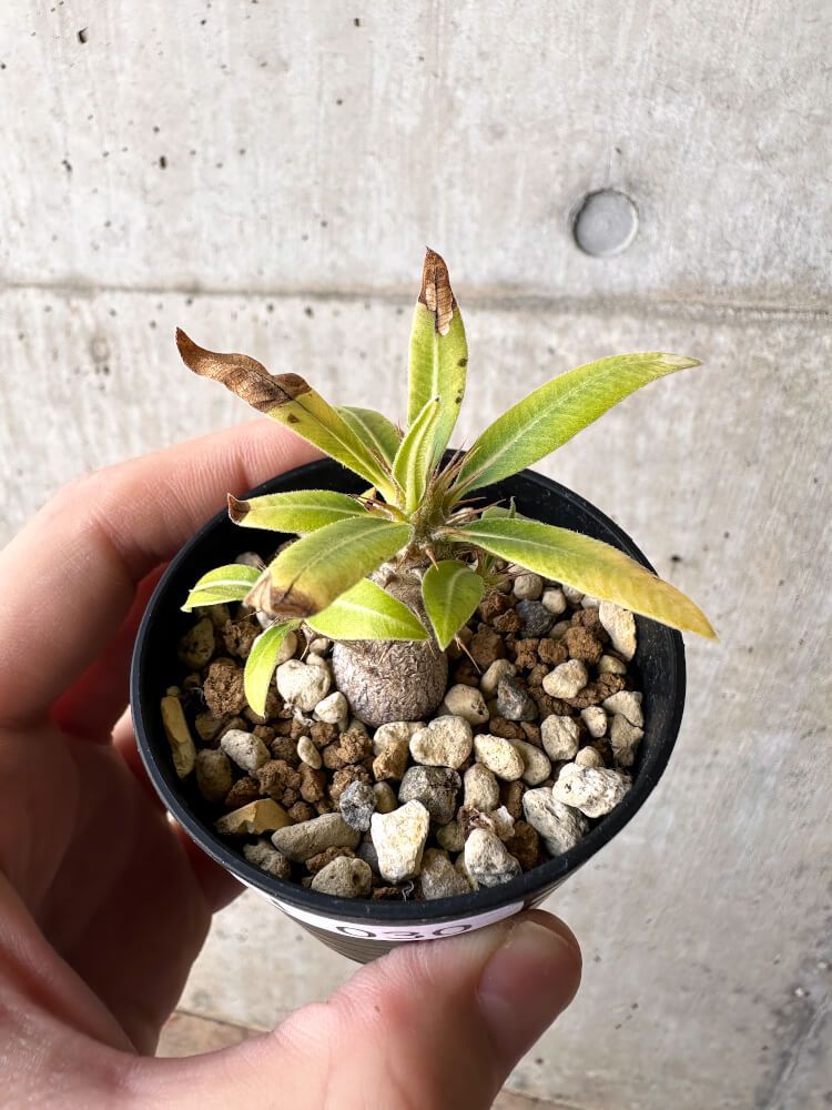 パキポディウム マカイエンセ 5