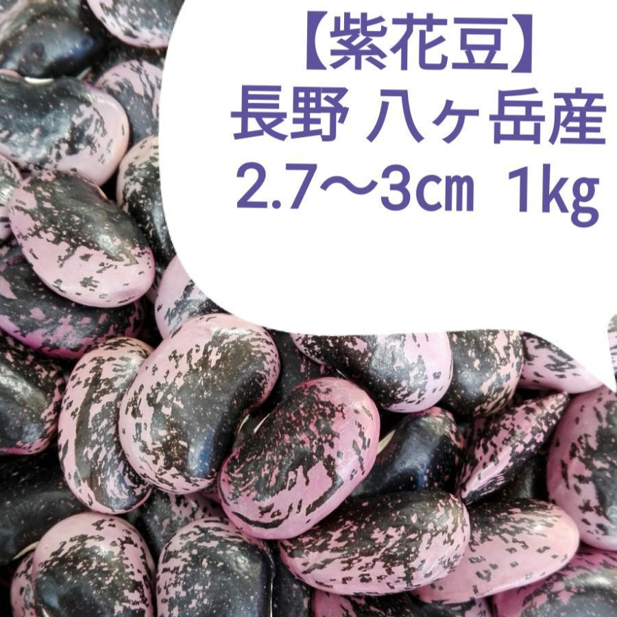 紫花豆 2.7～3㎝粒 1Kg【2022年収穫♪】新豆 八ヶ岳山麓 霧ヶ峰高原 