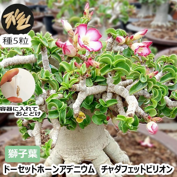 アデニウム ドーセットホーン 獅子葉 5粒 葉巻 DHA CDP 塊根植物 コーデックス 実生 - メルカリ