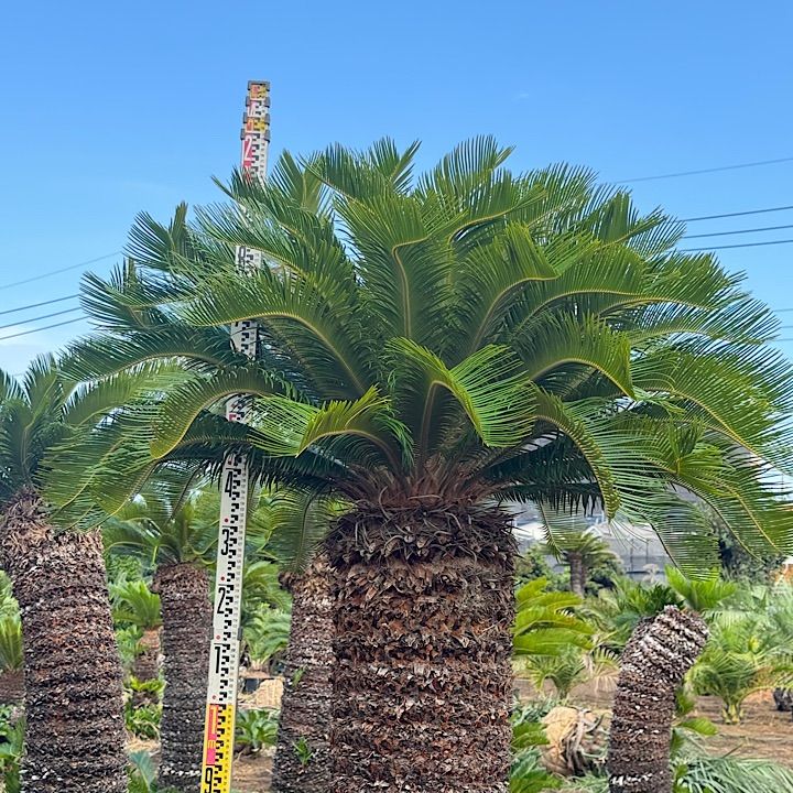 幹太】 ソテツ 2m - メルカリ