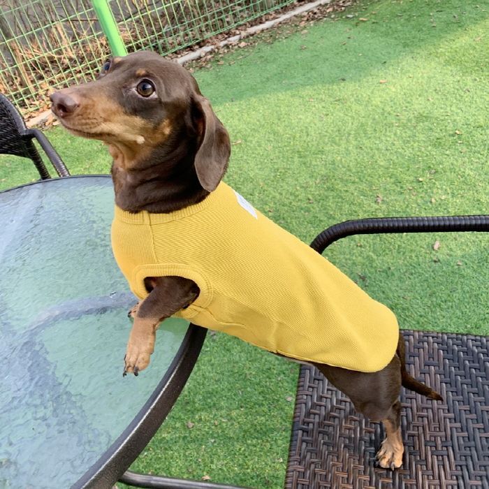 DOG柄ワンポイントTシャツ&ロングパンツ　ダックス 楽天市場】【ラッピング済み】【オフィシャルサイト・MASH STORE