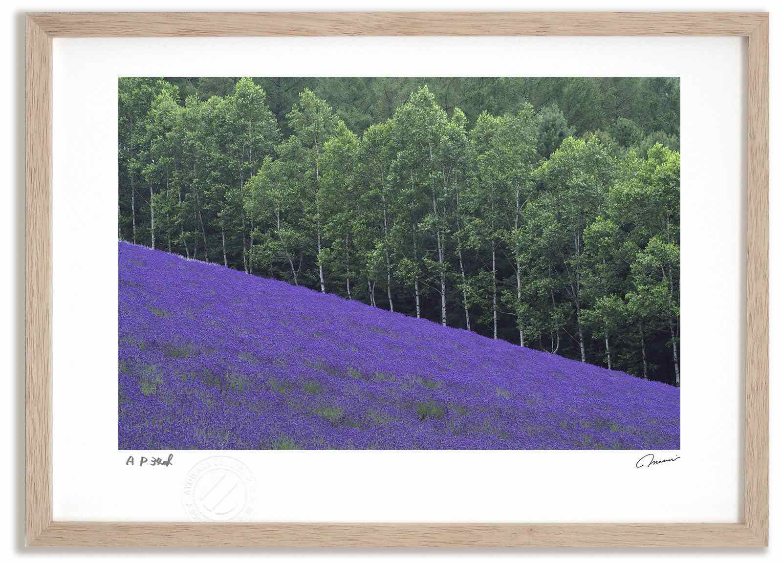 アートフォト 絵画 ラベンダー6/中富良野町 高橋真澄/インテリア 額入り 額装込 風景画 油絵 ポスター アート アートパネル リビング 玄関 プレゼント モダン アートフレーム 飾る Mサイズ お