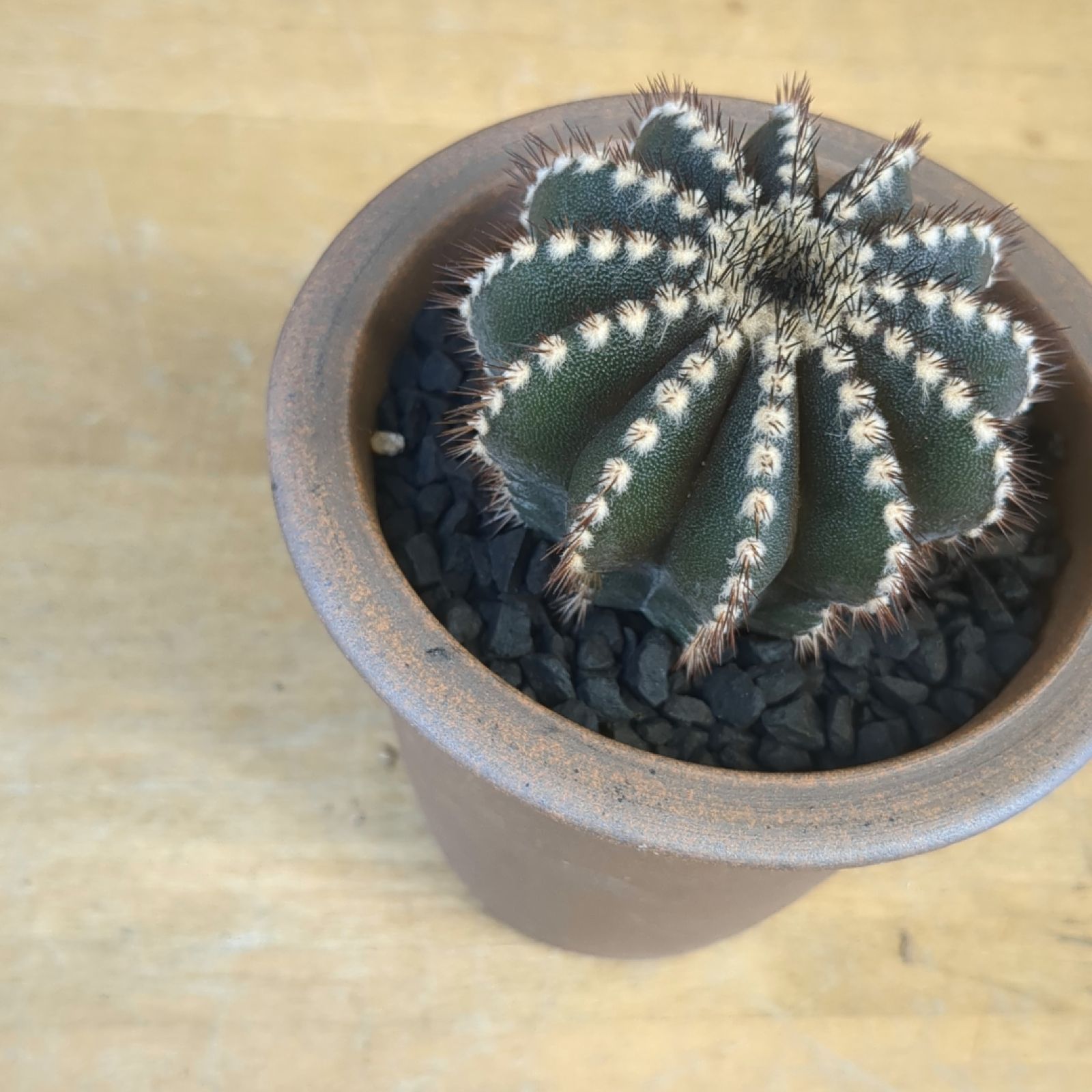 ペクチニフェラ実生　2鉢 ペクチニフェラ実生 2鉢