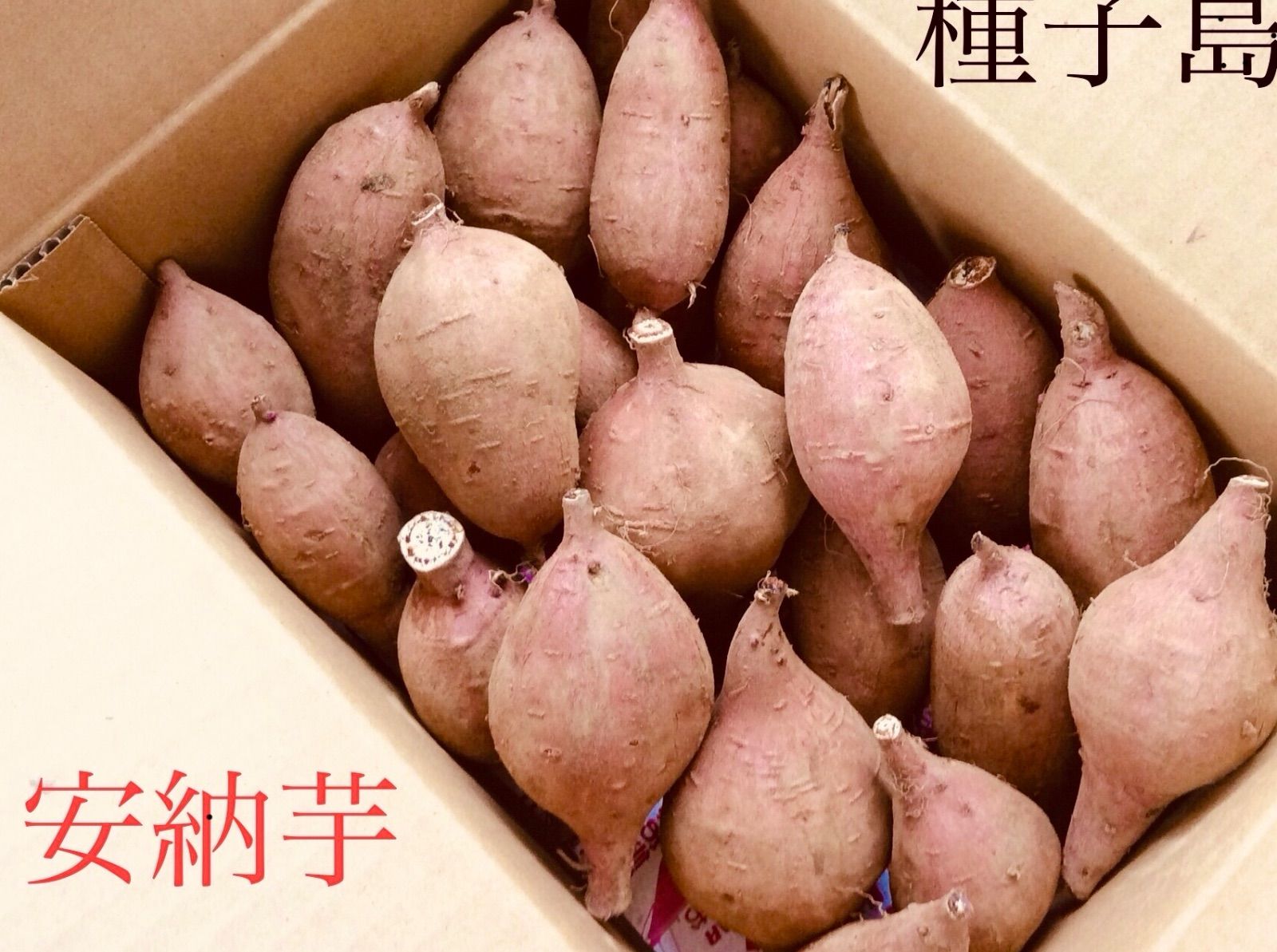 安納芋 Mサイズ 20kg 土付きさつまいも種子島産安納芋　紅#☆ 安納芋｜種子島産安納芋を通販で！最上級の甘みを産地直送