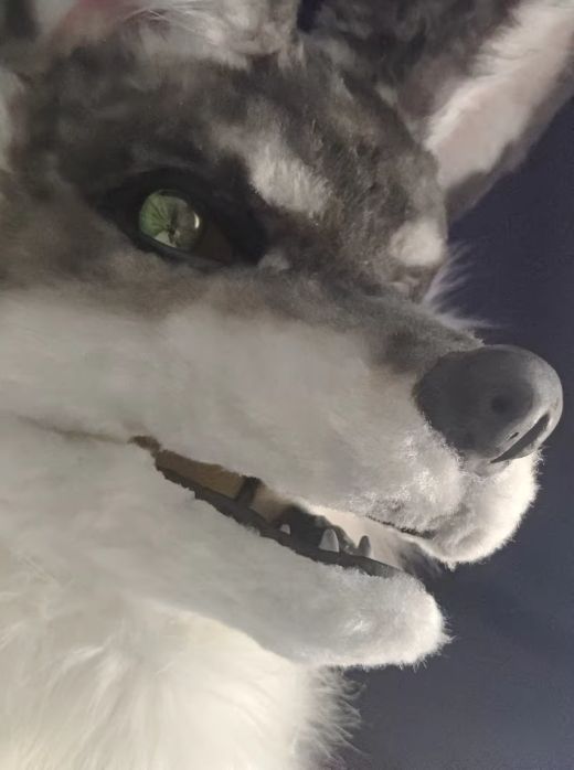 着ぐるみヘッド 狼 NO.133 リアルスタイル グレー 全頭ヘッド ケモノ ファースーツ ぬいぐるみ コスプレ コスチューム kigurumi