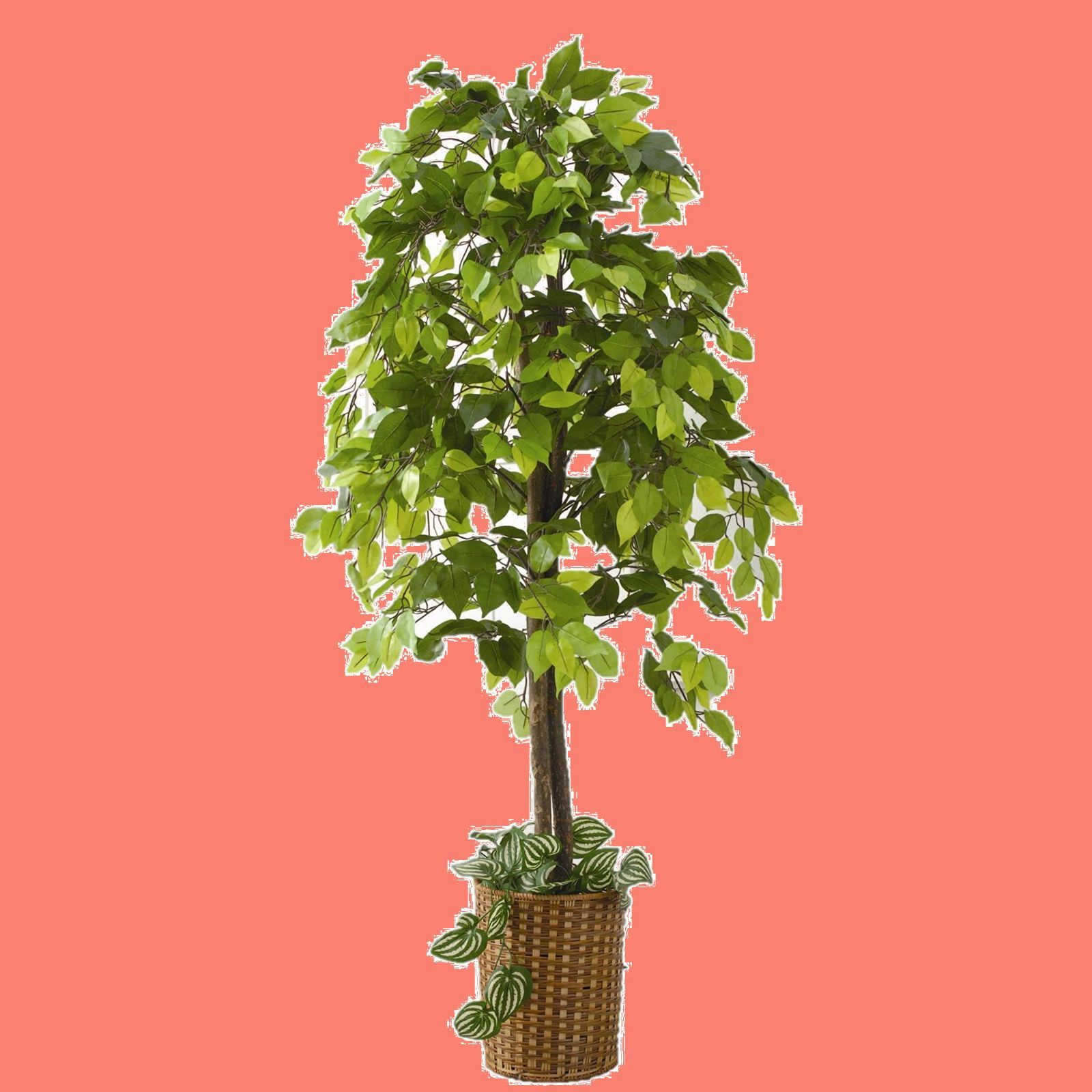 人気商品 鉢付き 竹カゴ付き 大型 フェイクグリーン 幅70×高さ160cm 人工観葉植物 ベンジャミン ビータ Vita