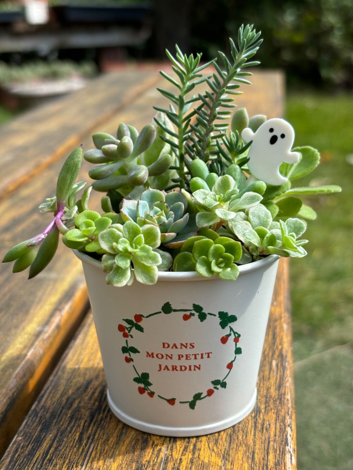 多肉植物＊寄せ植え＊ストロベリー柄鉢＊そのまま飾れる⭐︎ハロウィン 