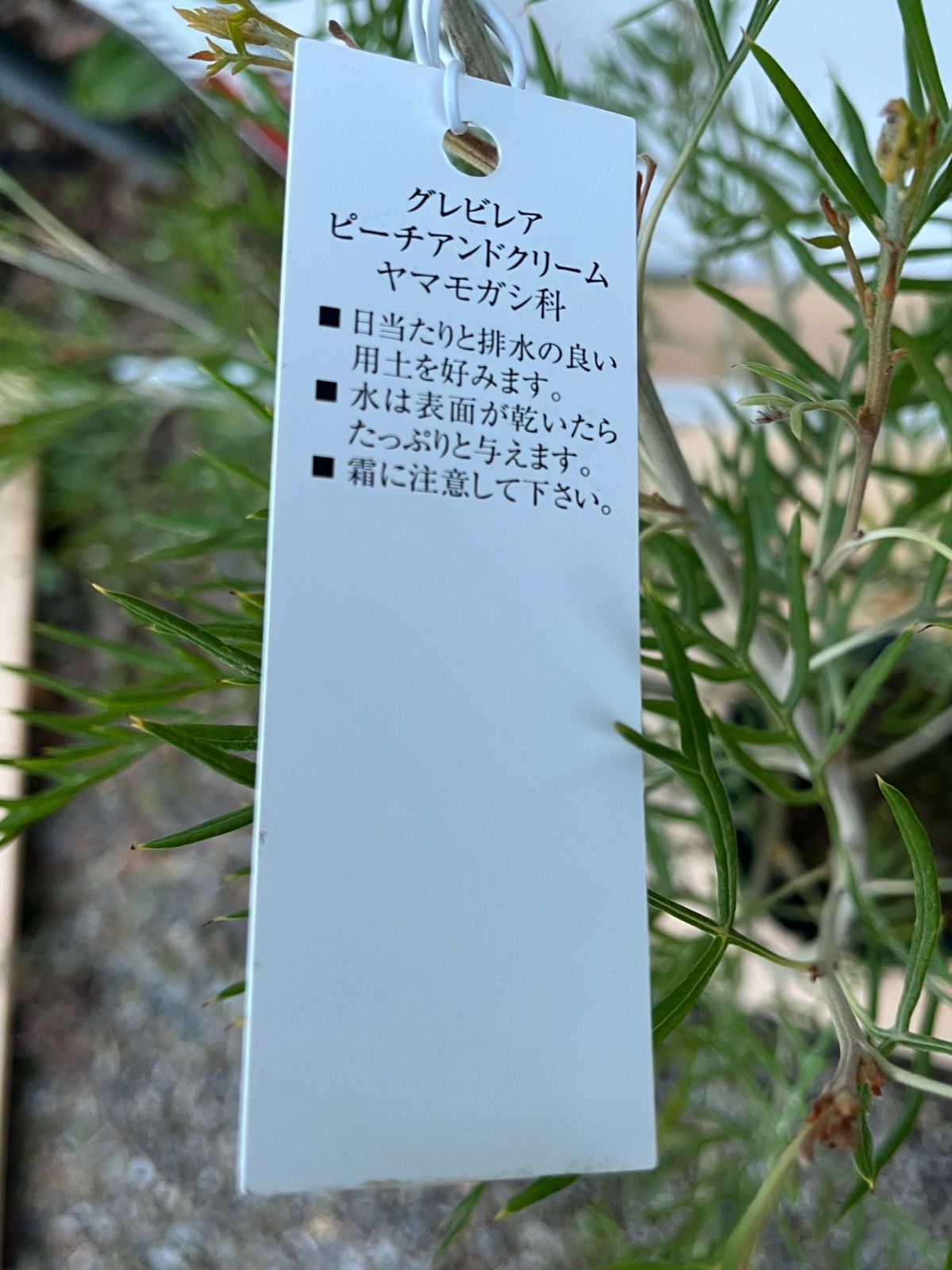 ピーチアンドクリーム 6号