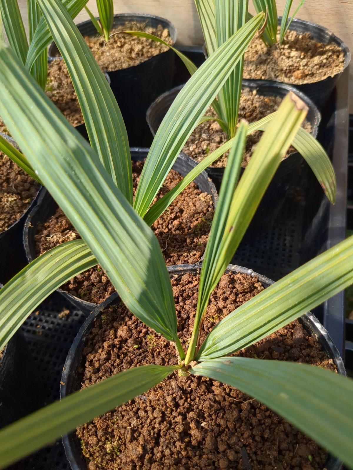 オニサバルヤシ 超稀少ヤシ 大型ヤシノキ苗 大量苗 約２0本 - 観葉植物