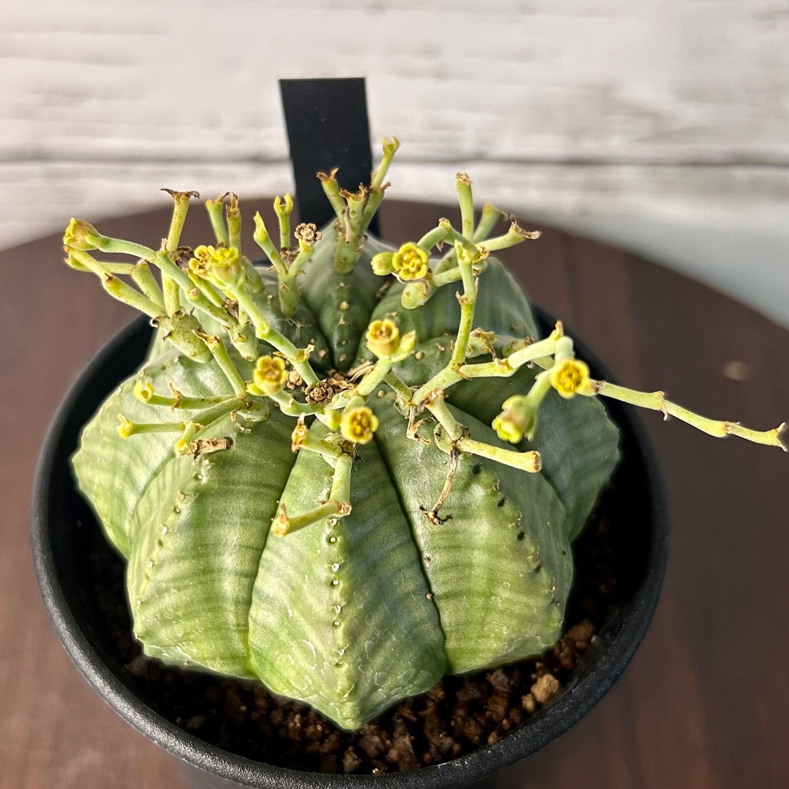 ユーフォルビア メロフォルミス 雄雌ペア 貴青玉 サボテン M16802