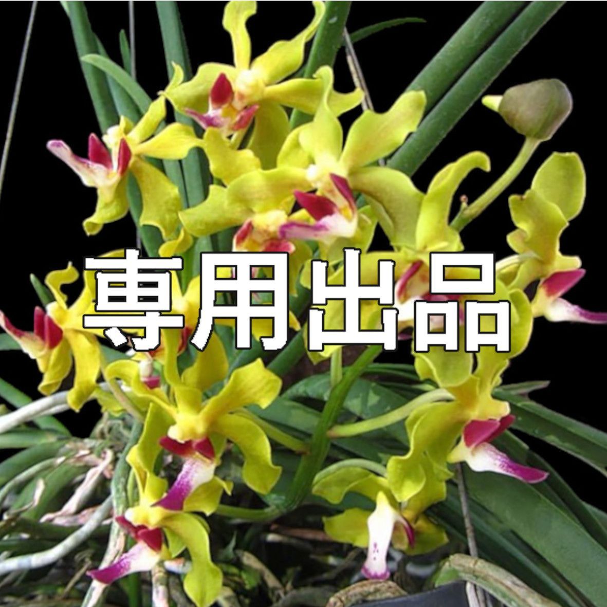 3点 SOH-153 180