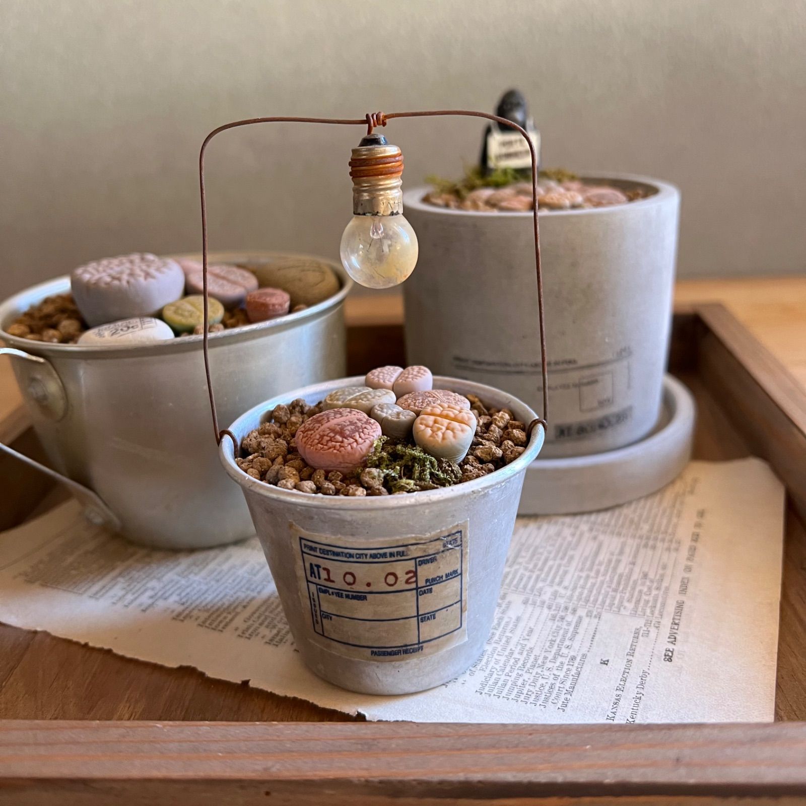 多肉植物の寄せ植え リトープス三昧セット - メルカリ