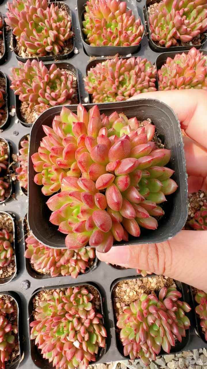 70株の抜き苗セット ルビー群生 多肉植物 佐川急便発送 エケベリア 韓国苗 LL2492