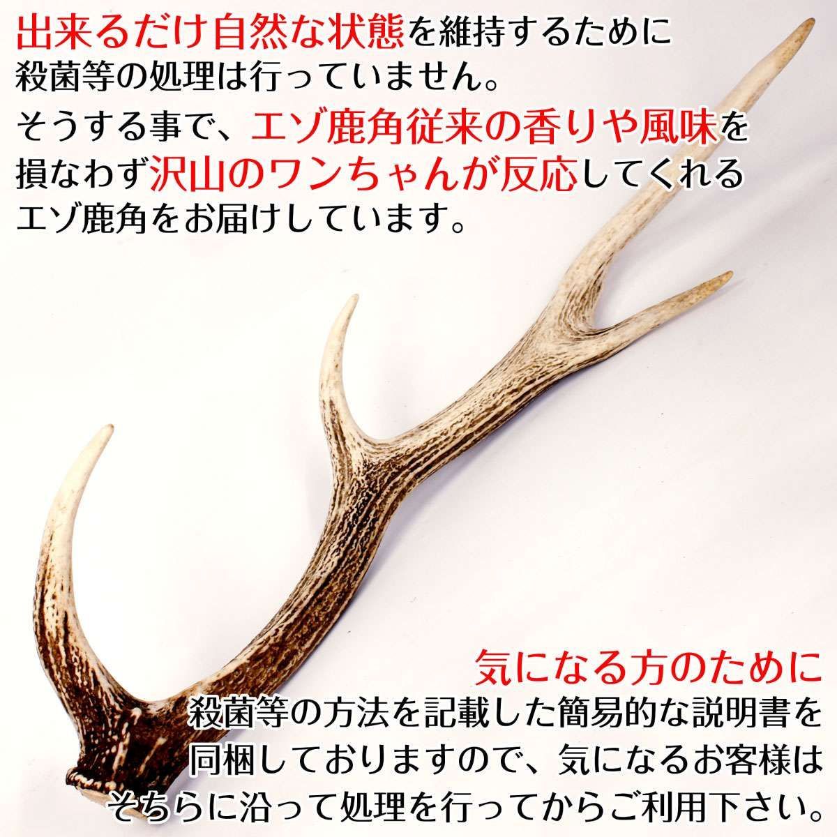 蝦夷鹿の落ち角「※29本セット」 51FMzrcWdCL._UF350,350_QL50_.jpg