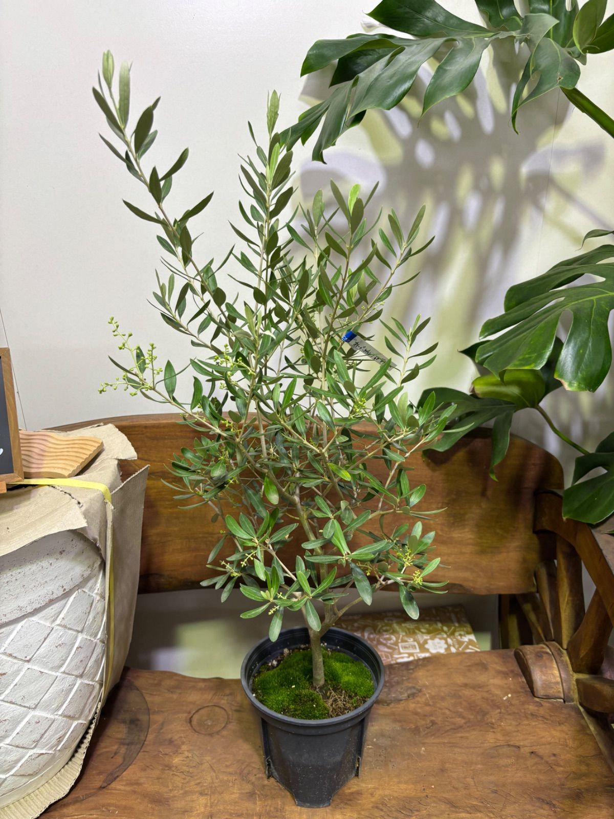 オリーブ シプレッシーノ 6号 庭木 観葉植物 シンボルツリー ガーデン ガーデニング インテリア グリーン