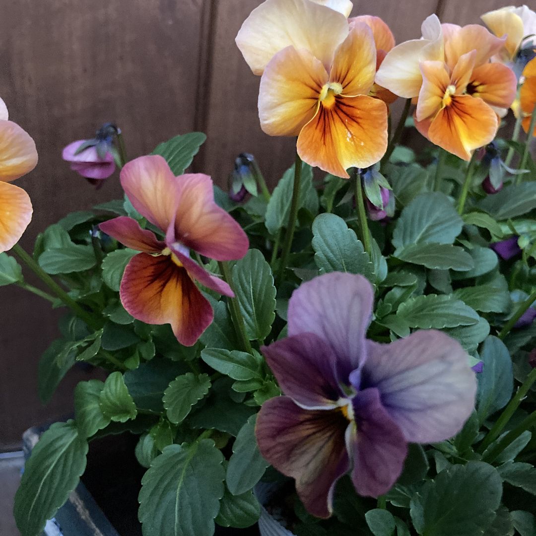 アンティークカラーのビオラ 9ポットセット お得♪ - メルカリ