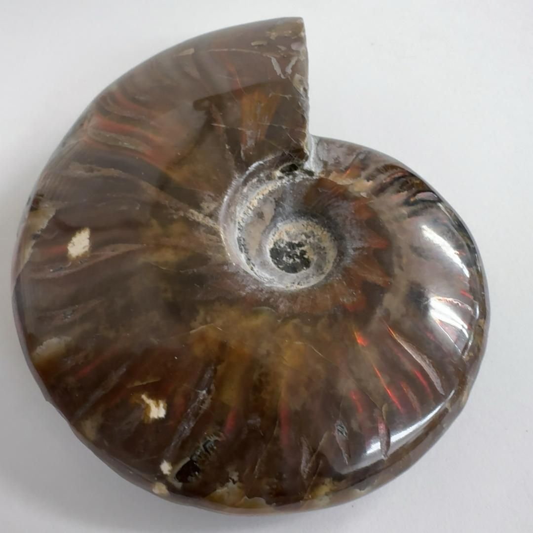 レッドファイヤーアンモナイト