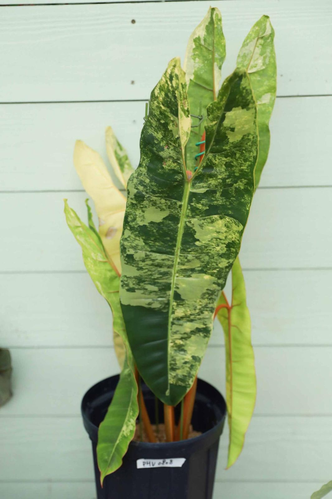 フィロデンドロン ビレッティア 斑入り 大株【激レア】 Philodendron Billietiae variegate - メルカリ