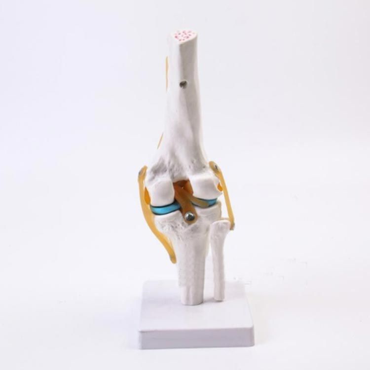膝関節 模型 膝模型 人体模型 大腿骨 脛骨 腓骨 関節モデル 膝蓋