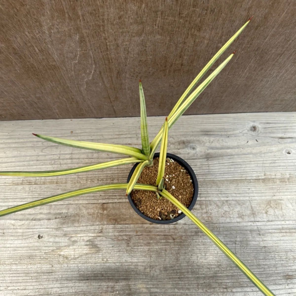 サンセベリア ロイヤルクラウン 斑入 Sasevieria royal crow サンセベリア ロイヤルクラウン 斑入 Sasevieria royal crow